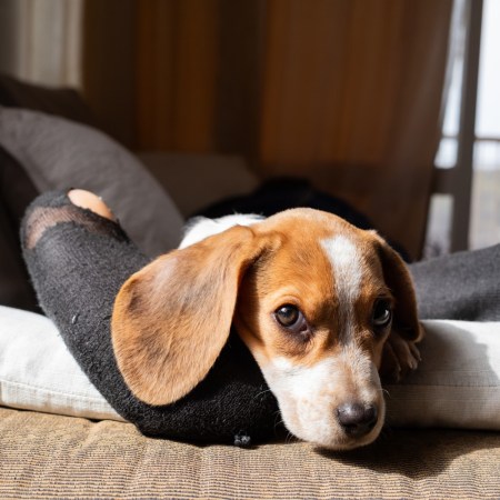 Beagle on couch