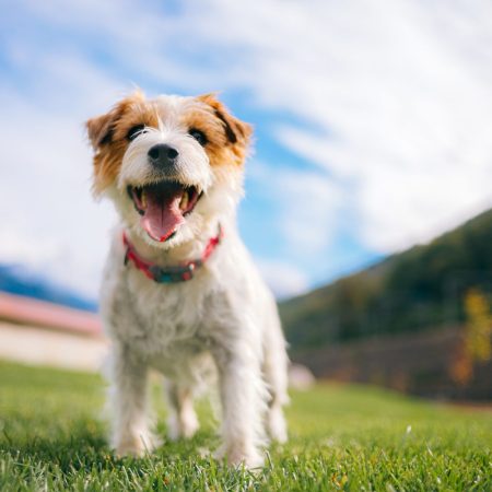 Playful jack russell terrier dog with sticking tongue.