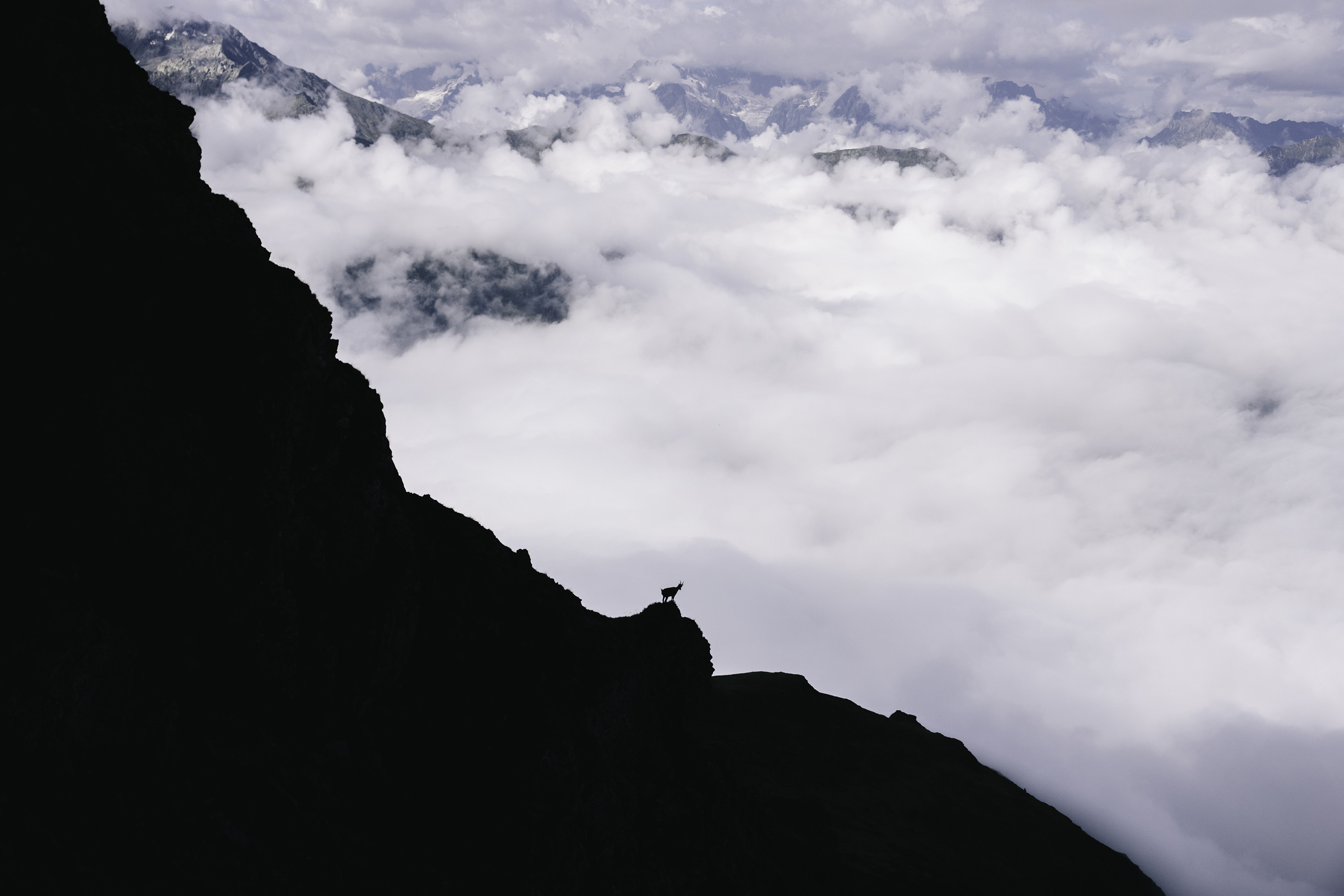 A view of chamois from afar, in the Swiss Alps.