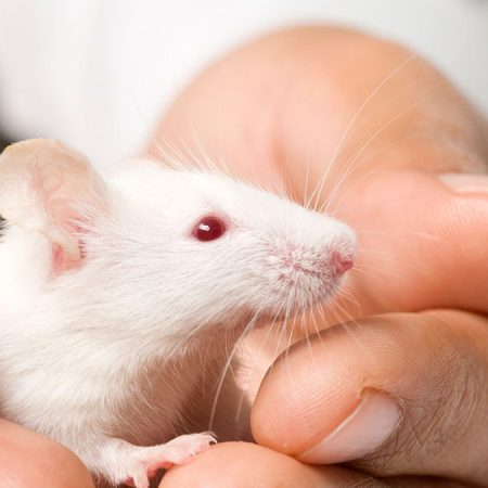 Japanese Scientists Grow Mouse Eggs From Stem Cells in a Laboratory