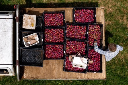 A farmer unloads plums off a truck.