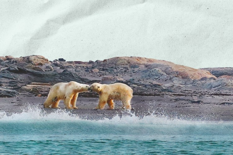 Sea bears on Kvitøya, Svalbard’s more easterly point