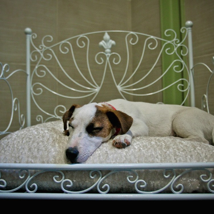 Sleeping dog in a posh bed