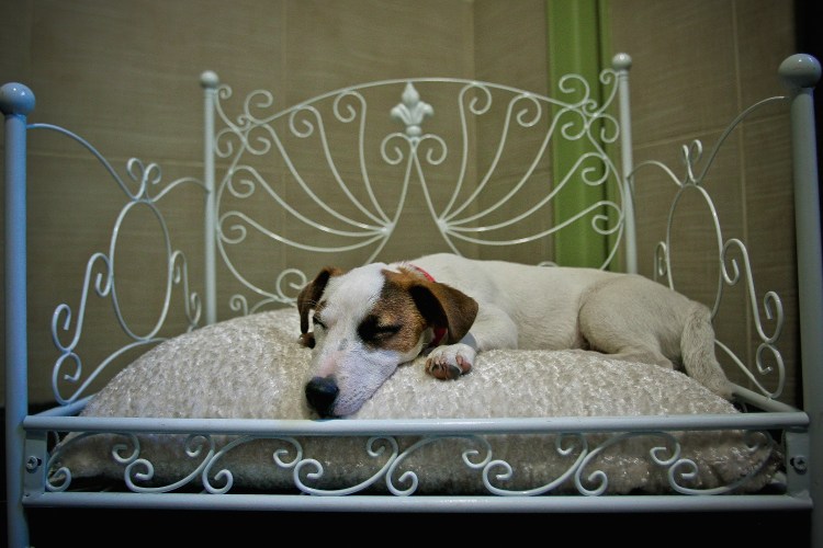 Sleeping dog in a posh bed