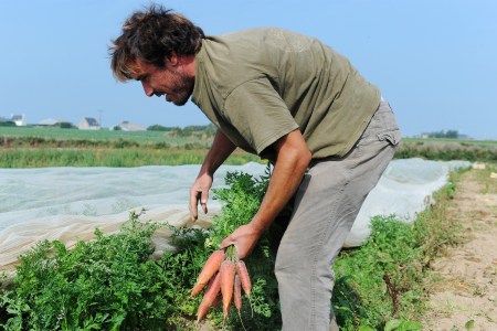 A man pulling carrots from the ground. These days, our politics extend to whether you prefer vegetables or meat.