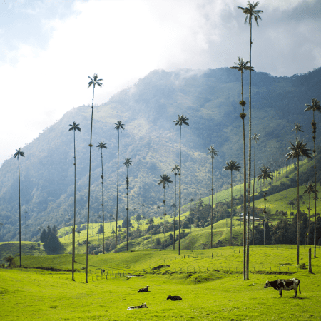 The Valle de Cocora near Salento, Colombia