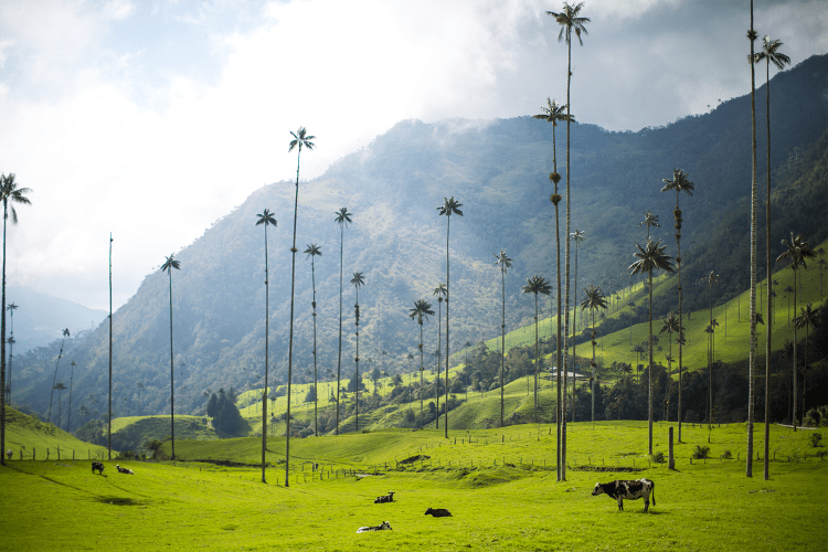 The Valle de Cocora near Salento, Colombia